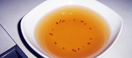Tote Fliegen in Apfelsaft - in China vielleicht eine Delikatesse?